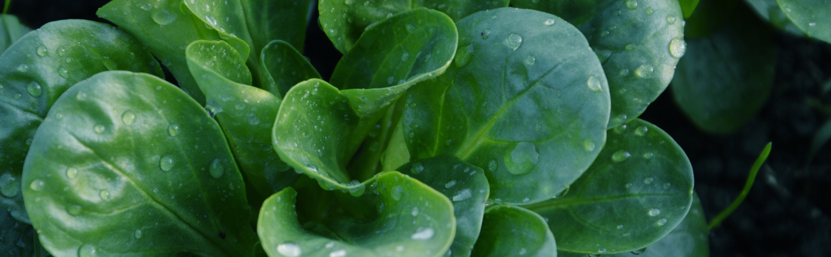 Feldsalat