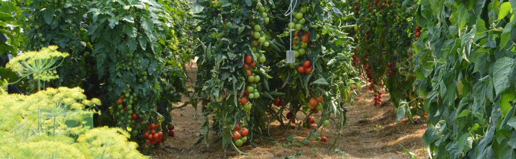 Gewächshaus Pflanzen